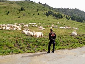 contemplation d'autres montures durant ce voyage moto Pyrénées