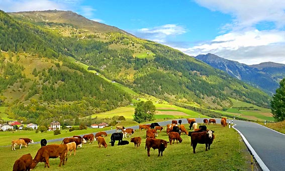 Vue d'une vallée dans la région de Stelvio dans les Dolomites : route bordant un champ avec des vaches