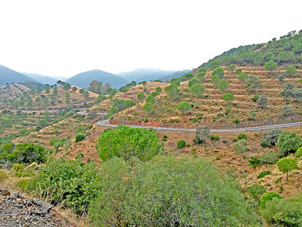 Voyage à moto en Andalousie : paysage d'oliveraie en terrasses